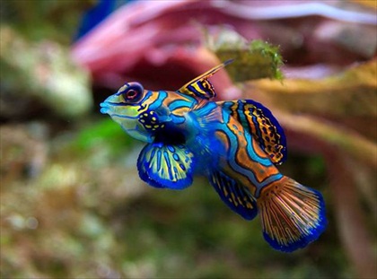 BlueFish-1.jpg