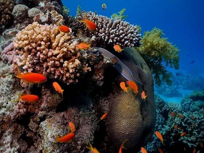 Coral-Reef-1.jpg